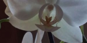 ev indítása - fehér orchidea